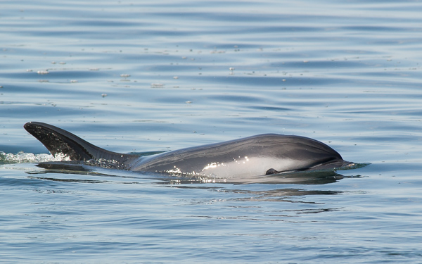 Atlantic white-sided dolphin - seen near Summerford