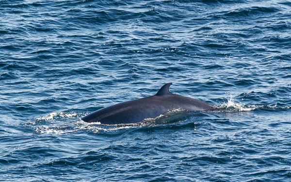 Minke whale - seen from Spurwink Island Path
